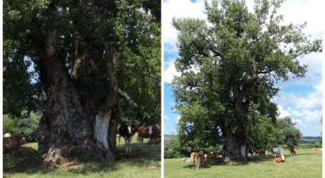 Într-un sat din Sălaj a fost descoperit un arbore UNIC în Europa: are grosimea de peste 12 metri!