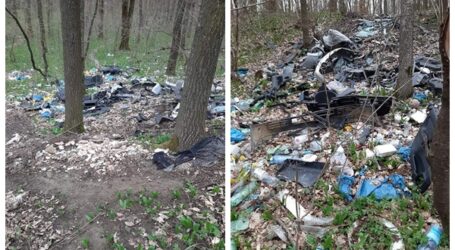 Dezastru ecologic în pădurea de la ieșire din Crișeni spre Cristur