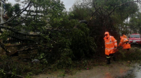 Ultima oră! Un copac s-a prăbușit peste un bărbat care se afla într-un utilaj în satul Cliț