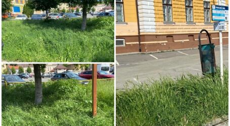 Jungla din spatele Primăriei Zalău, lângă parcarea bugetarilor din instituție