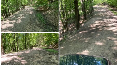 VIDEO. În pădurea satului Borza s-a păstrat intact un drum militar folosit în al Doilea Război Mondial