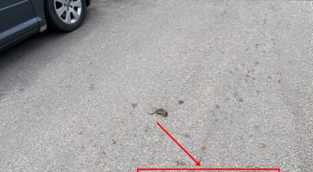 Șobolani în centrul Zalăului! Rozătoarele au „răsărit” din iarba pe care Citadin a uitat să o cosească