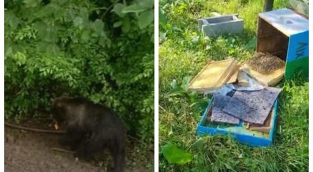 VIDEO. Un urs a distrus mai mulți stupi de albine din comuna Năpradea. Ce spun autoritățile din comună