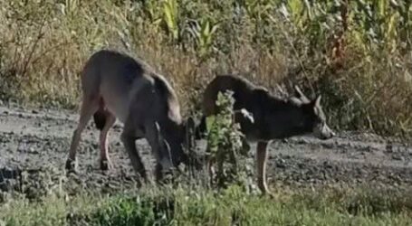 VIDEO. 2 lupi au fost filmați pe terenurile agricole din Bănișor. Autoritățile ALERTEAZĂ populația