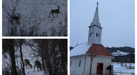 VIDEO. Satul căprioarelor – locul din Sălaj unde în curtea caselor nu mai vezi picior de om, ci animale sălbatice