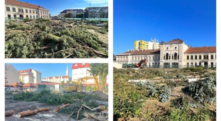 Garda de Mediu a finalizat ancheta în cazul copacilor defrișați în centrul Zalăului