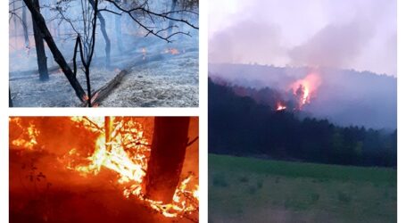 FOTO. Incendiu de proporții la o pădure din Buciumi – au ars 5 hectare de fond forestier