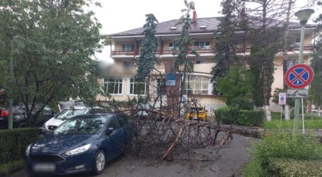 Copac căzut peste o mașină în centrul Zalăului, lângă Inspectoratul Școlar