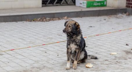 Un bărbat a fost sancționat contravențional, după ce a abandonat un câine pe o stradă din Jibou