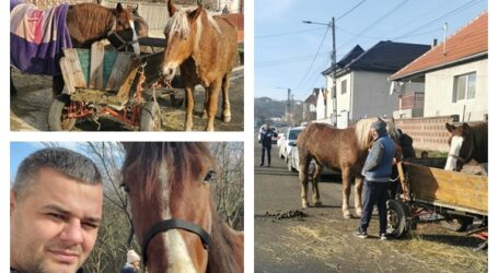 Cum i s-au furat caii crescătorului zălăuan George Terheș: doi au scăpat din mâinile hoților în toiul nopții