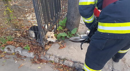 De Revelion, un câine a fost salvat de pompierii din Jibou, după ce a rămas blocat într-un gard din cauza petardelor