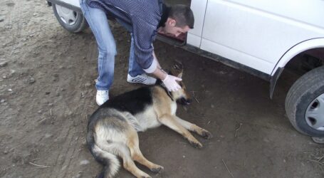 Doi copii de 9 și 13 ani au maltratat și ucis un câine pe o stradă, într-un sat din Sălaj. A intervenit Poliția Animalelor
