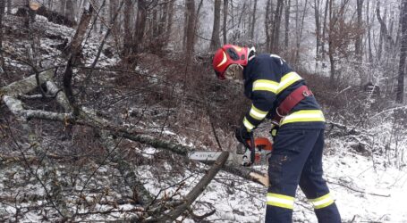 Numeroase drumuri din Sălaj au fost blocate azi-noapte  – mai mulți copaci s-au rupt și au căzut pe carosabil pe Meseș