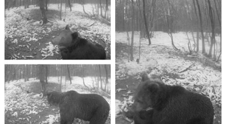 FOTO. Au reapărut urșii în pădurile Sălajului