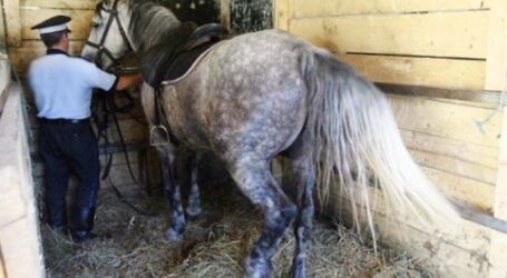 Un tânăr de 23 de ani din Sânmihaiu Almașului, prins că a furat un cal