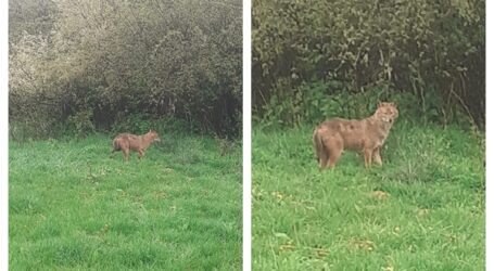 FOTO. Un șacal a băgat spaima în crescătorii de oi de la marginea Zalăului – animalul a omorât numeroși miei