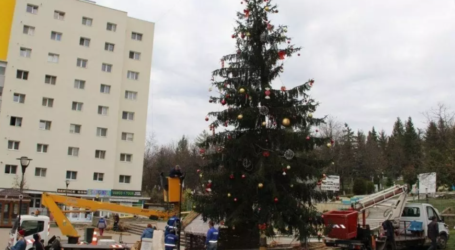 Un brad de Crăciun de peste 20 de metri, adus de la Beliș, va fi amplasat în centrul Zalăului