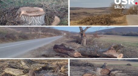 Zeci de nuci, tăiați de Consiliul Județean de pe marginea unui drum din Sălaj