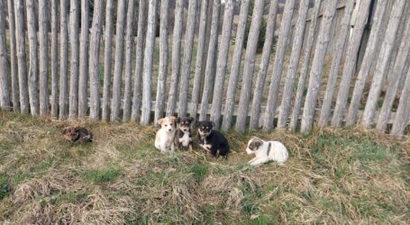 Un bărbat, amendat cu 1.000 de lei, după ce a abandonat doi căței într-o vale din Benesat