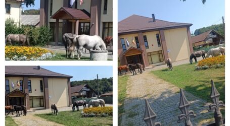 VIDEO. Caii sălbatici ai rromilor pășunează nestingheriți în curtea unei primării din Sălaj. Încotro ne îndreptăm?