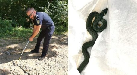 FOTO. Un șarpe, descoperit în curtea unei case din Jibou. Au intervenit jandarmii