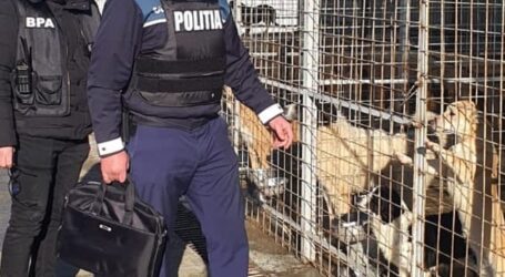 Bărbat din Sălaj, condamnat la un an și 10 luni de închisoare cu suspendare, după ce a omorât fără milă un câine cu toporul în cap