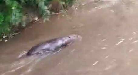 VIDEO. Într-un sat din Sălaj au apărut castori