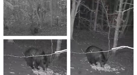 VIDEO. 2 urși, filmați zilele trecute de vânători în pădurile din comuna Ileanda și Valea Someșului