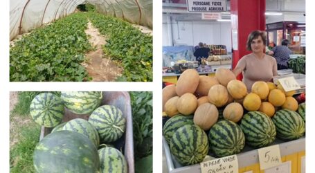 PRODUCĂTOR LOCAL! În Piața Centrală din Zalău se vând mai multe soiuri de pepeni verzi și galbeni cultivați în Sălaj