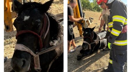 FOTO. Un cal, salvat de pompieri, după ce a căzut într-o fântână de 6 metri din satul Marca