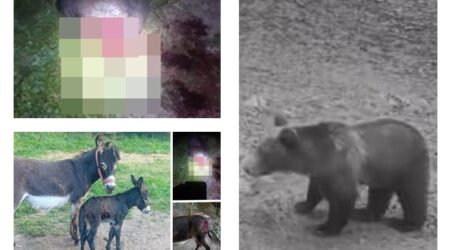 FOTO. Măgar, mâncat de viu de un urs în Ileanda