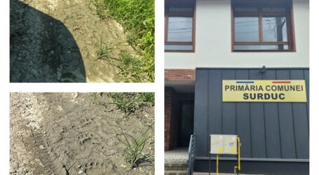 FOTO. Urs în Surduc, foarte aproape de zona locuită din sat. Autoritățile confirmă și recomandă prudență maximă