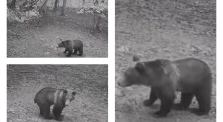 VIDEO. Un urs, filmat într-o pădure din Sălaj în urmă cu o săptămână