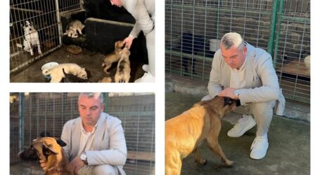 Viceprimarul din Zalău, Călin Forț, primul pas pentru promovarea adopției câinilor abandonați