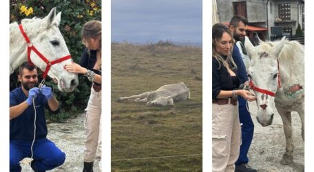 Când lumea trece mai departe, ea s-a oprit. Mărturia plină de emoție a Alexandrei, tânăra care a salvat ieri un cal abandonat, care se zbătea între viață și moarte