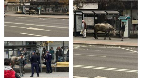 FOTO. Un cal se plimba singur prin centrul Zalăului. A fost prins de un trecător, apoi au intervenit jandarmii