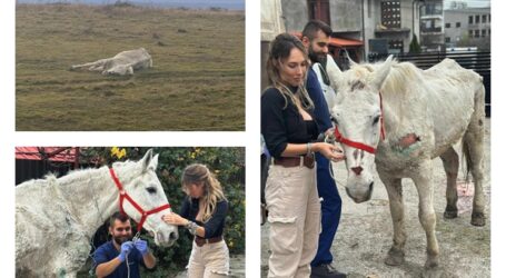 OAMENI! Un cal abandonat, care se zbătea între viață și moarte, salvat de Raul Negritaș și Alexandra Pașca. L-au cumpărat de la bărbatul care l-a lăsat să zacă în câmp