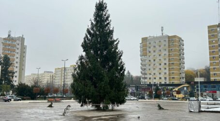 Citadin a montat bradul de Crăciun. Are 18 metri și a fost adus din Cehu Silvaniei