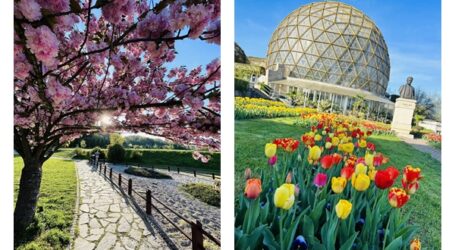 În 2026, spectacol de culoare la Grădina Botanică din Jibou. Se DUBLEAZĂ numărul de lalele și magnolii – peste 60.000 de flori la primăvara lalelelor