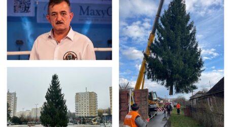 Povestea bradului de Crăciun din Zalău – a crescut 34 de ani și a fost donat de marele arbitru de box Viorel Plosca în memoria tatălui său, fost silvicultor