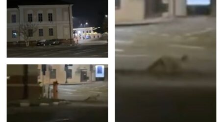 VIDEO. O vulpe, filmată azi-dimineață în spatele Primăriei Zalău – în zonă funcționează bucătăria cantinei sociale