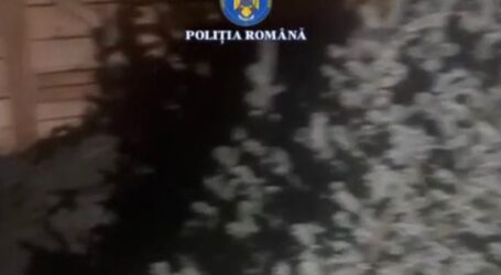 Prins în flagrant în timp ce fura 20 de pomi de Crăciun dintr-o pepinieră din Sânmihaiu Almașului