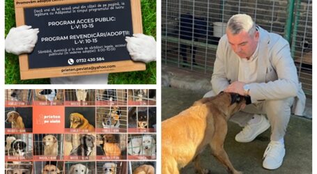 PAȘI CONCREȚI. Viceprimarul Zalăului, Călin Forț, se implică activ, promovează și susține adopția câinilor fără stăpân din adăpost