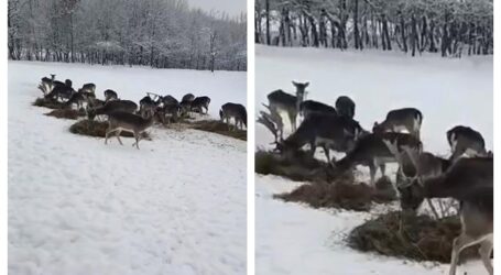 VIDEO. Tablou de iarnă absolut spectaculos. Zeci de căprioare surprinse într-un cadru de poveste din Gâlgău, Sălaj