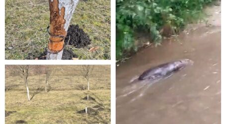 VIDEO. Localnicii dintr-un sat din Sălaj, „terorizați” de castori – animalele au ros zeci de pomi fructiferi