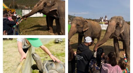 Zoo Park România ajunge pentru prima dată la Zalău. O experiență rară: hrănește un elefant adevărat