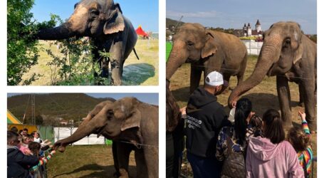 Premieră la Zalău! Copiii pot hrăni elefanți la Zoo Park, evenimentul care aduce experiența exotică direct în oraș