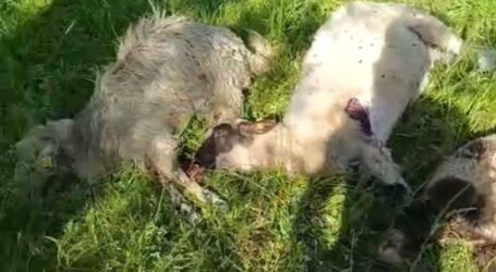 VIDEO. O turmă de oi din Ileanda, decimată ieri noapte de o haită de lupi