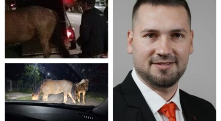 Cel mai tânăr primar din Sălaj face ordine în comună. Caii lăsați nesupravegheați, ridicați de autorități în Surduc. Proprietarii au fost sancționați cu mii de lei