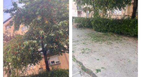 Un cireș a devenit motiv de scandal într-un cartier din Zalău, dar și pe internet